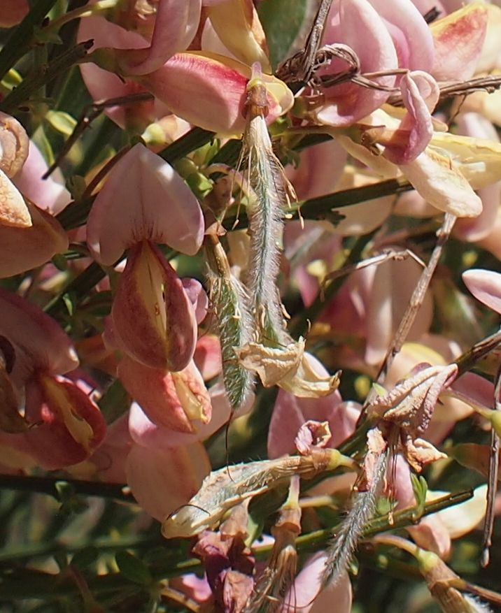 Image of Cytisus &times; praecox specimen.