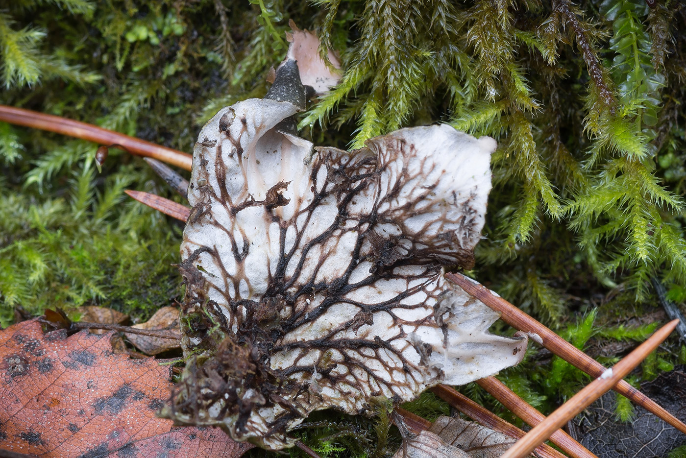 Image of genus Peltigera specimen.