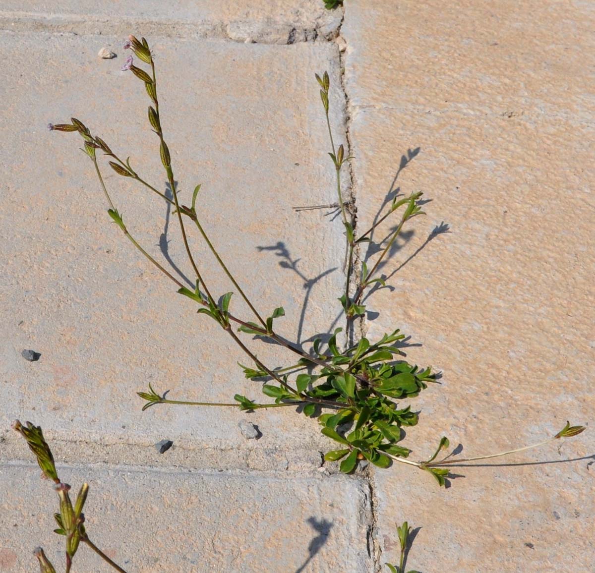 Image of Silene nocturna specimen.