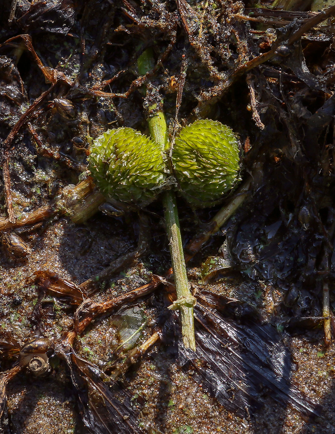 Image of Sagittaria sagittifolia specimen.