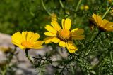 Glebionis coronaria