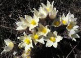 Pulsatilla uralensis