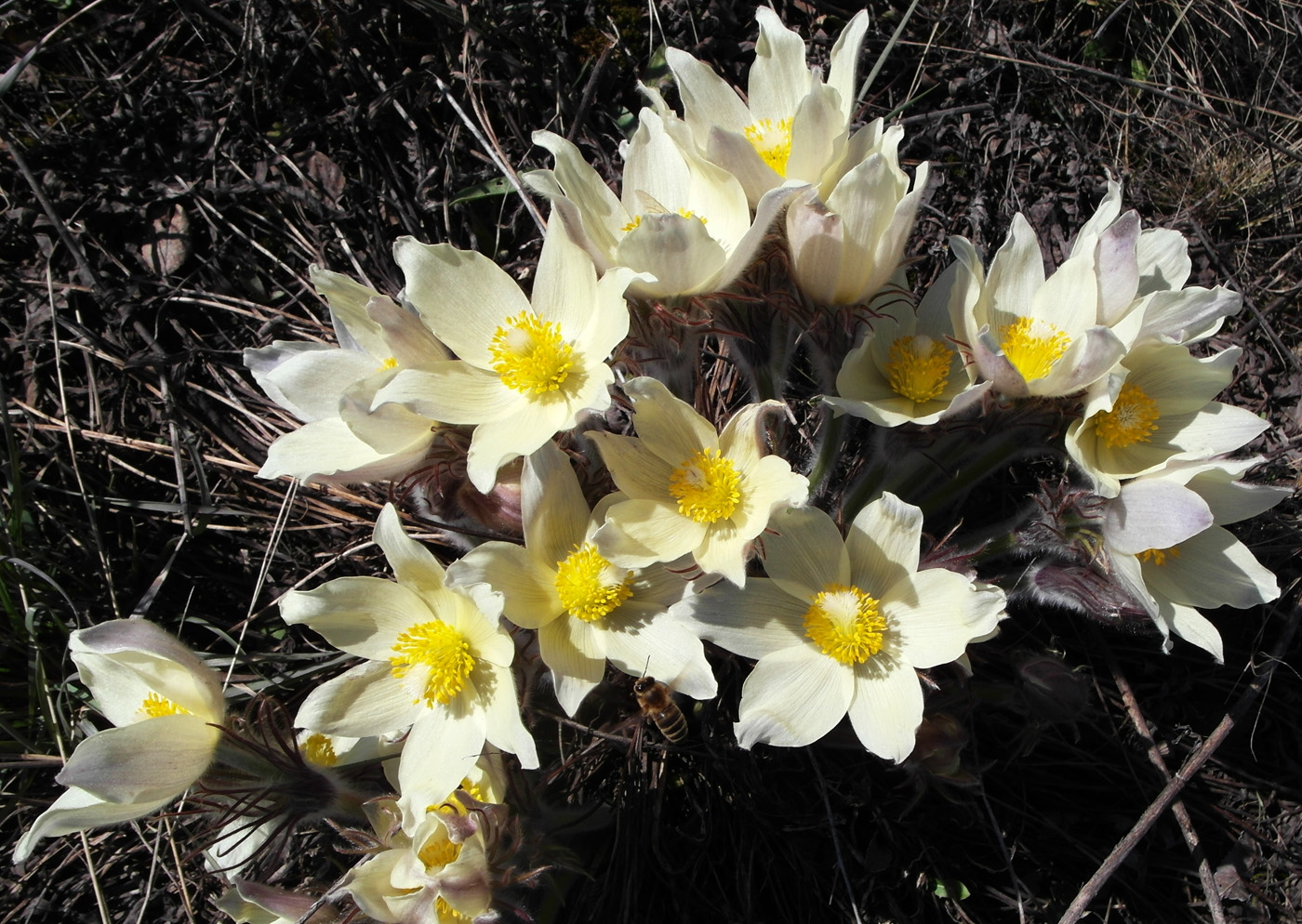 Изображение особи Pulsatilla uralensis.