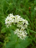 Galium rubioides. Соцветие с кормящимися насекомыми. Южный Берег Крыма, Ялта, ущелье Уч-Кош. 04.06.2010.