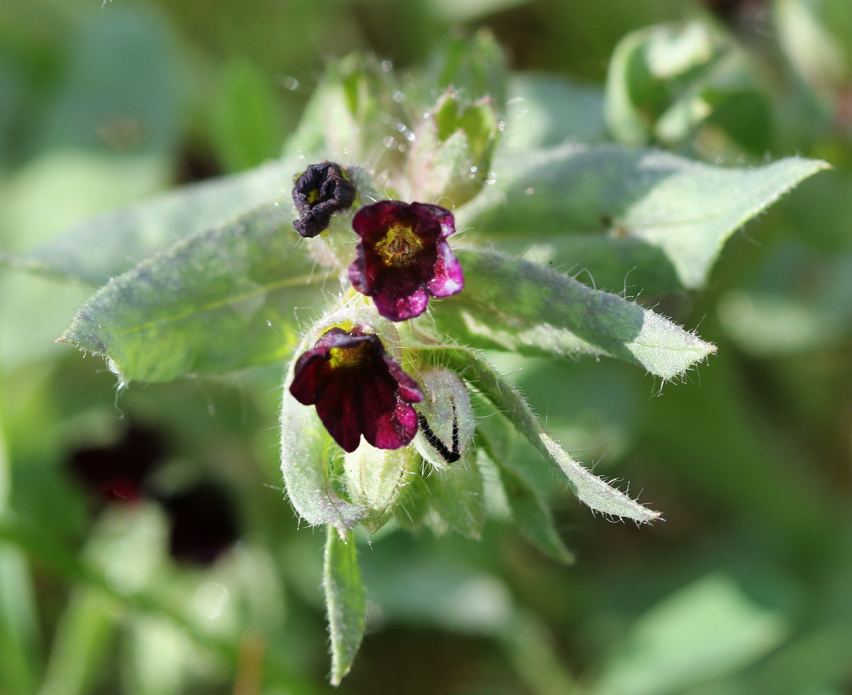 Image of Nonea rossica specimen.