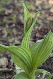 Cypripedium × ventricosum. Верхняя часть побега с бутоном. Костромская обл., Судиславский р-н, дер. Антипино, в культуре (происхождение - Приморский край). 20.05.2019.