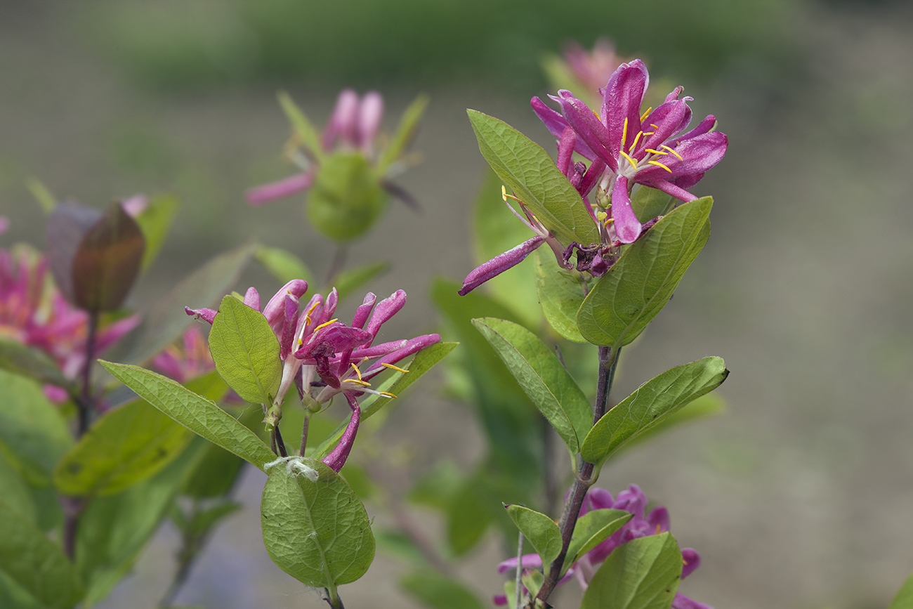 Изображение особи Lonicera korolkowii.