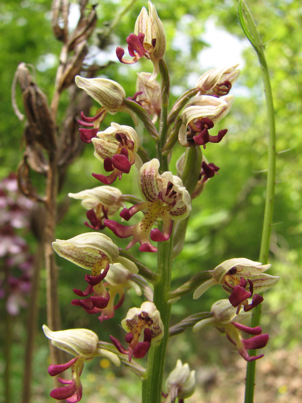 Image of Orchis × calliantha specimen.