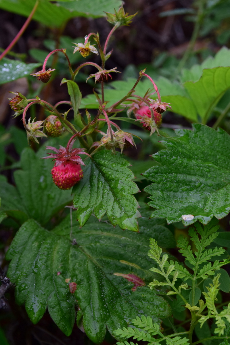 Изображение особи Fragaria orientalis.