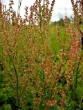 Rumex acetosa