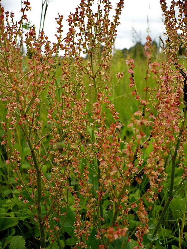 Изображение особи Rumex acetosa.