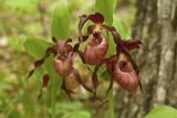 Cypripedium × microsaccos