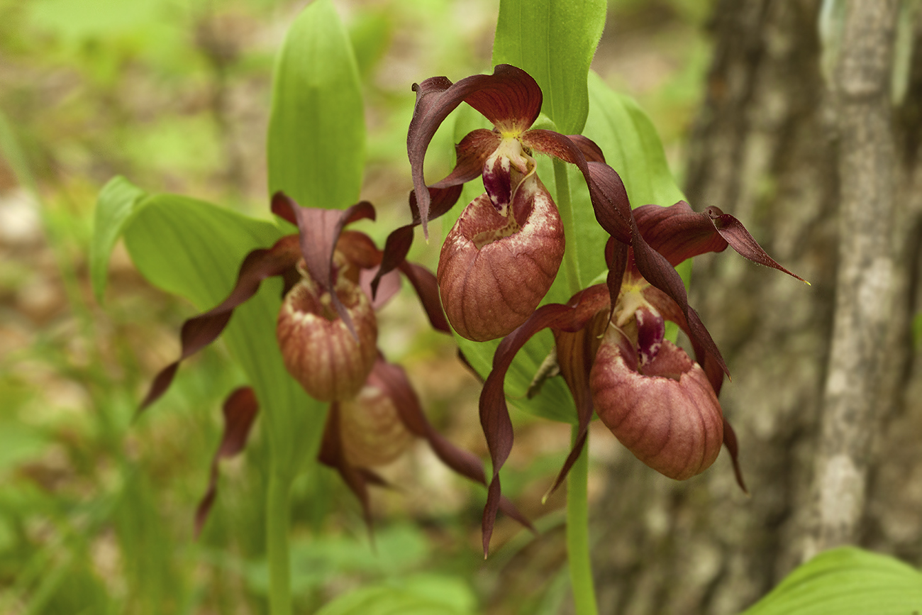 Изображение особи Cypripedium &times; microsaccos.