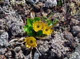 Oxygraphis glacialis