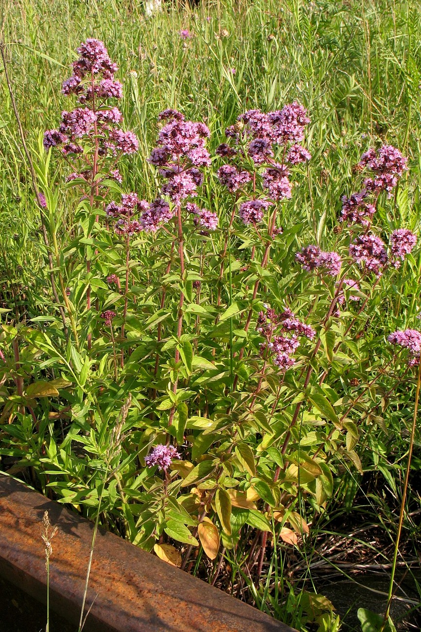 Изображение особи Origanum vulgare.