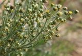Artemisia borealis. Часть общего соцветия. Пермский край, Красновишерский р-н, р. Вишера, правый берег ниже устья р. Говорухи, известняковые скалы Камень Говорливый. 09.07.2010.