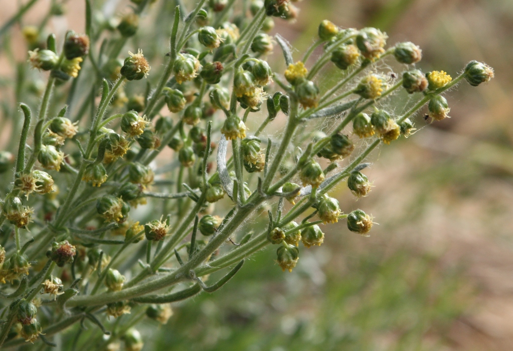 Изображение особи Artemisia borealis.