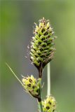 Carex buxbaumii. Соплодия. Ленинградская обл., Волосовский р-н, окр. дер. Донцо, сыроватый берег озера. 16.06.2019.