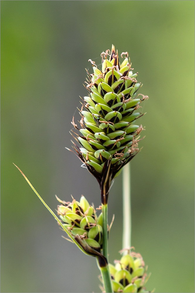 Image of Carex buxbaumii specimen.