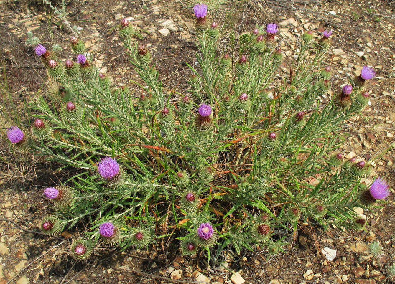 Изображение особи Ancathia igniaria.