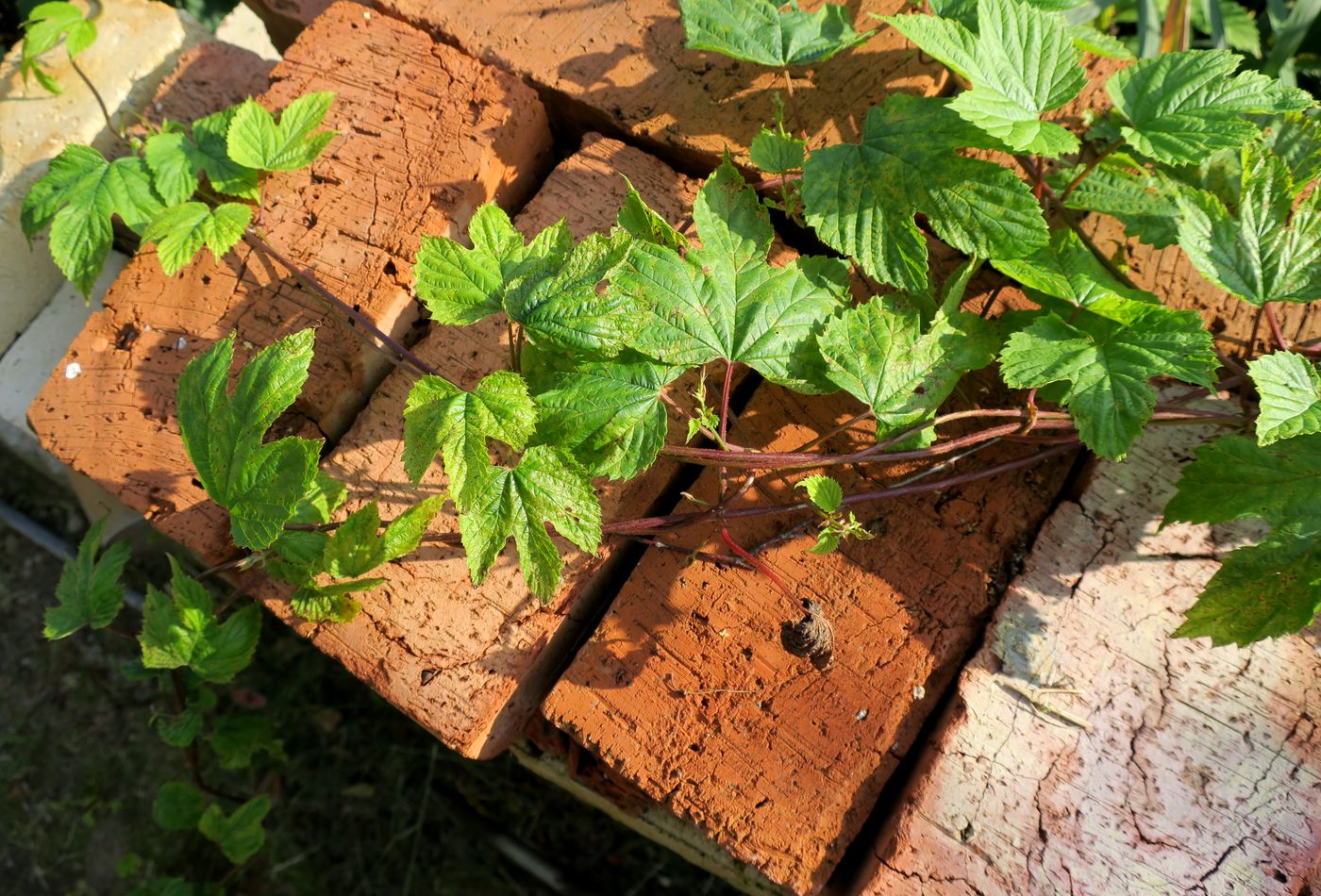 Изображение особи Humulus lupulus.