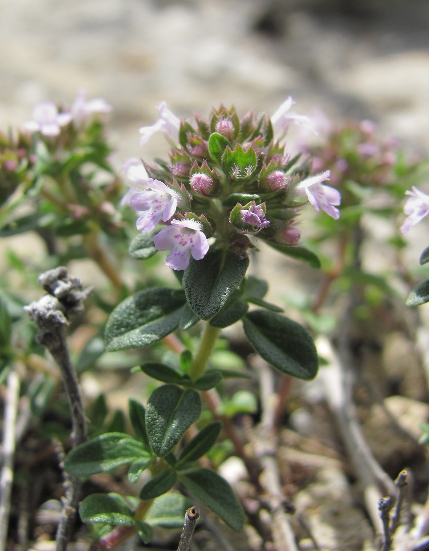 Изображение особи род Thymus.