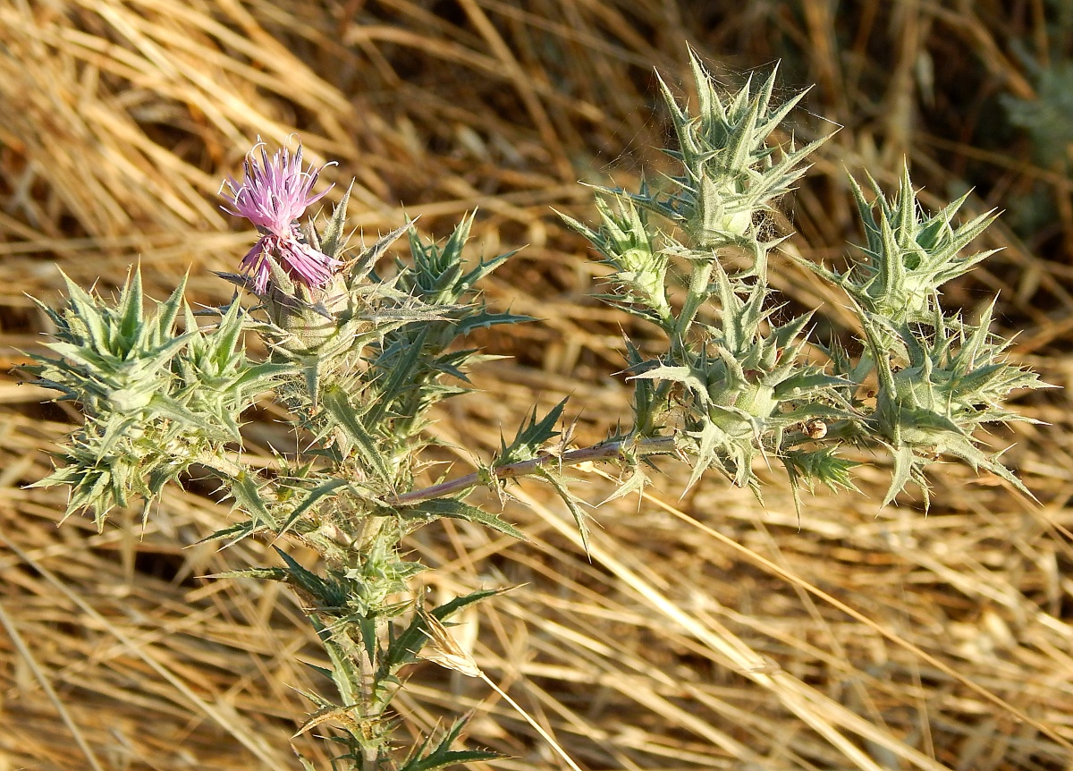 Image of Carthamus glaucus specimen.