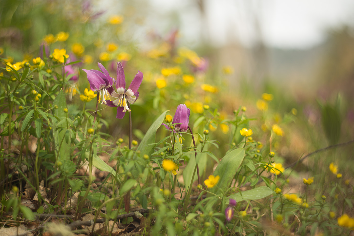 Изображение особи Erythronium sibiricum.