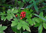 Actaea erythrocarpa. Верхушка плодоносящего растения. Челябинская обл., Верхнеуфалейский гор. округ, гора Аракуль, ≈ 500 м н.у.м., смешанный лес. 02.08.2019.