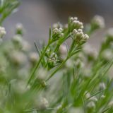 genus Asperula. Верхушки побегов с соцветиями в бутонах. Краснодарский край, Мостовский р-н, окр. горы Малый Тхач, подножие скальной стенки. 11.06.2019.