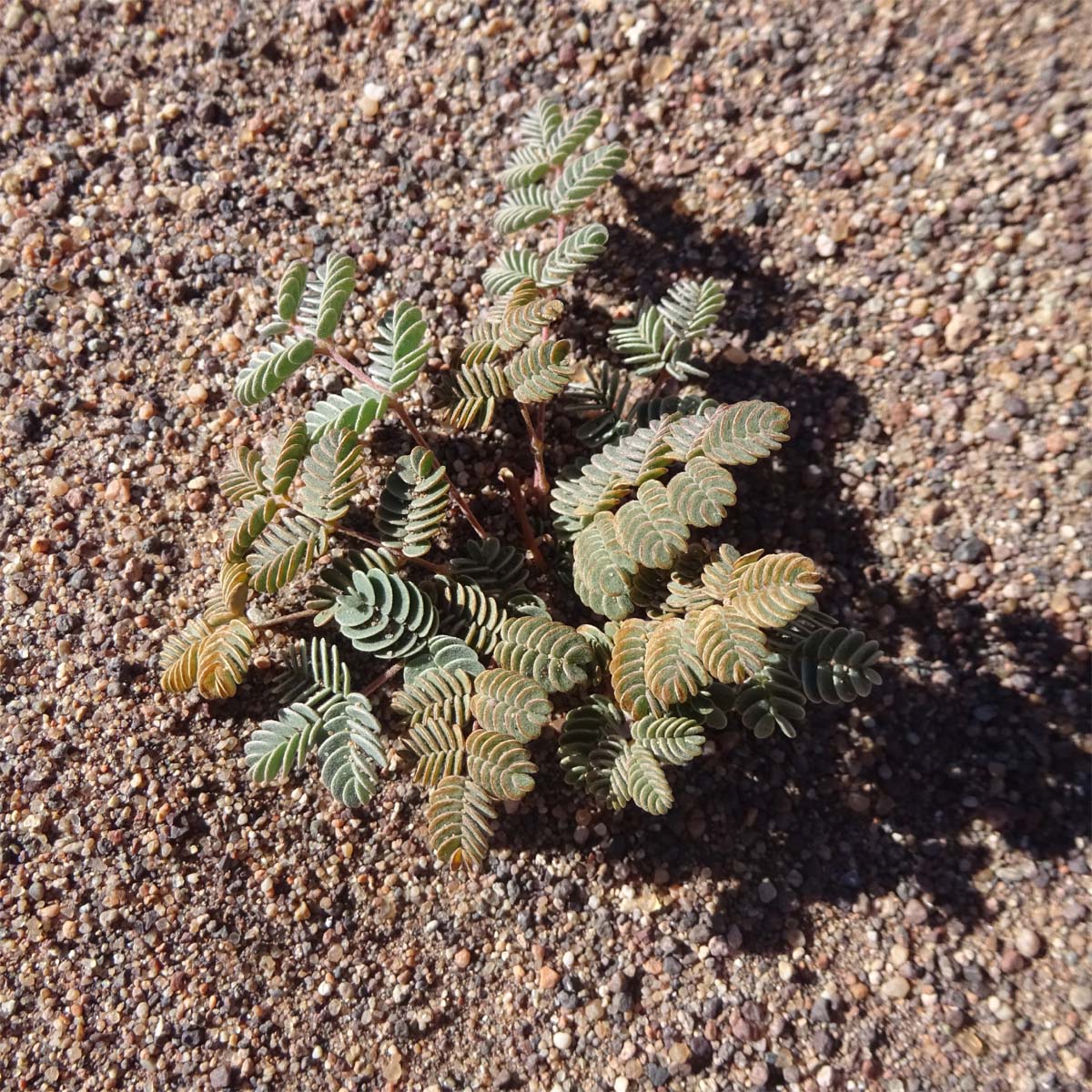 Image of Hoffmannseggia doellii specimen.