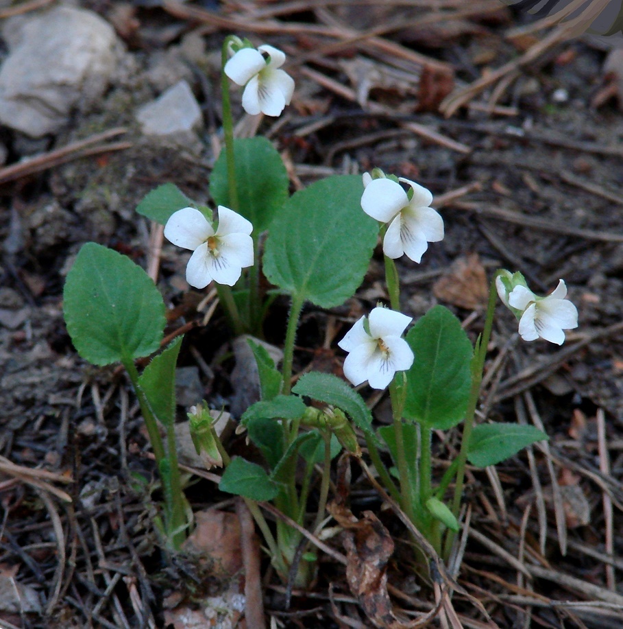Image of Viola alexandrowiana specimen.
