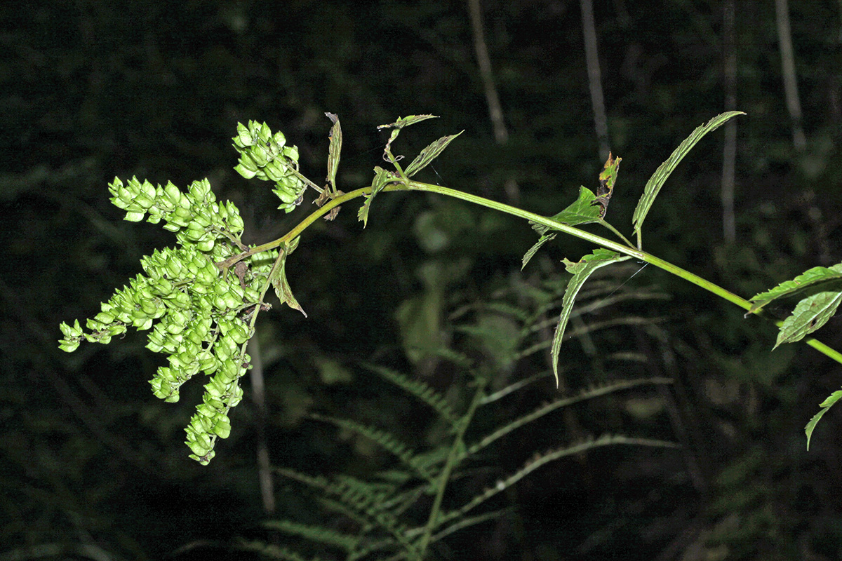 Image of Cimicifuga dahurica specimen.