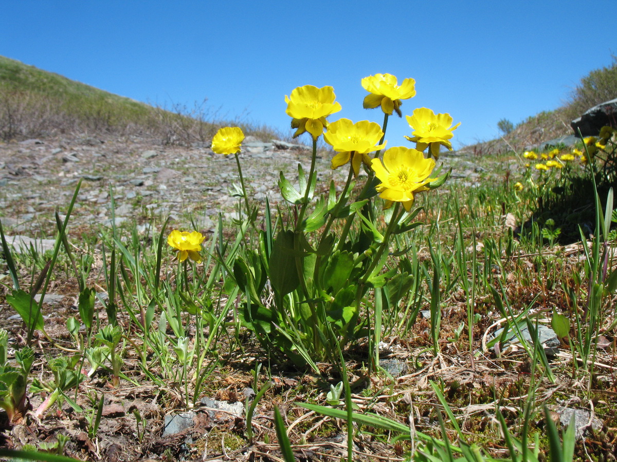 Изображение особи Ranunculus altaicus.