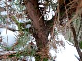 Juniperus communis. Часть ствола и основания ветвей. Беларусь, г. Гродно, лесопарк Пышки. 21.12.2018.
