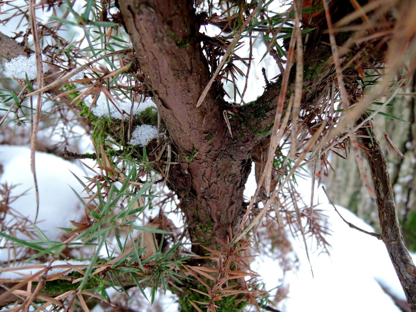 Изображение особи Juniperus communis.