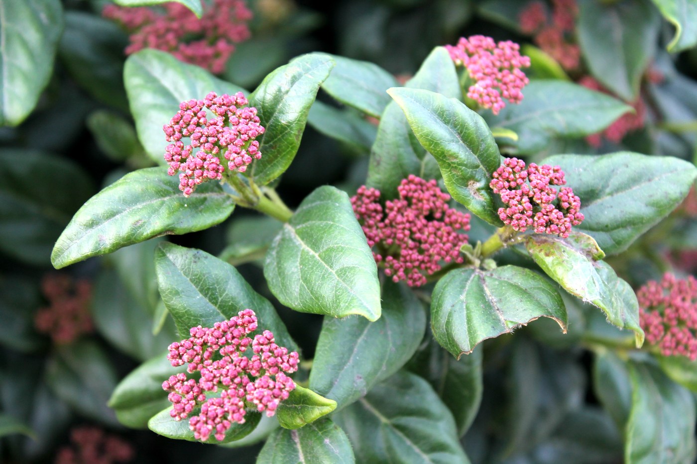 Image of Viburnum tinus specimen.