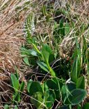 Lagotis integrifolia