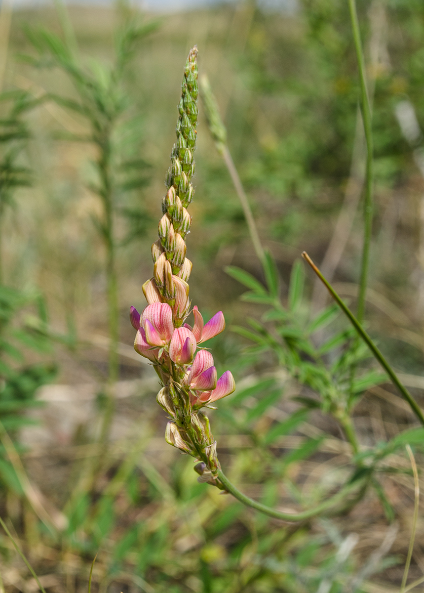 Изображение особи Onobrychis sibirica.