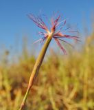 Dianthus soongoricus