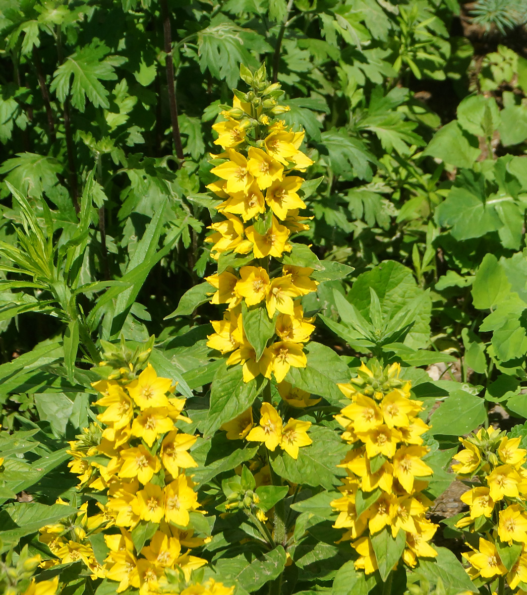 Image of Lysimachia punctata specimen.