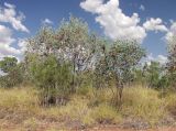 род Acacia. Плодоносящие растения. Австралия, северо-западный Квинсленд, возле трассы Burke Developmental Rd (№ 83). южнее г. Нормантон. Конец сухого сезона (сезон gurreng). 11.10.2009.