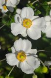 Anemone hupehensis