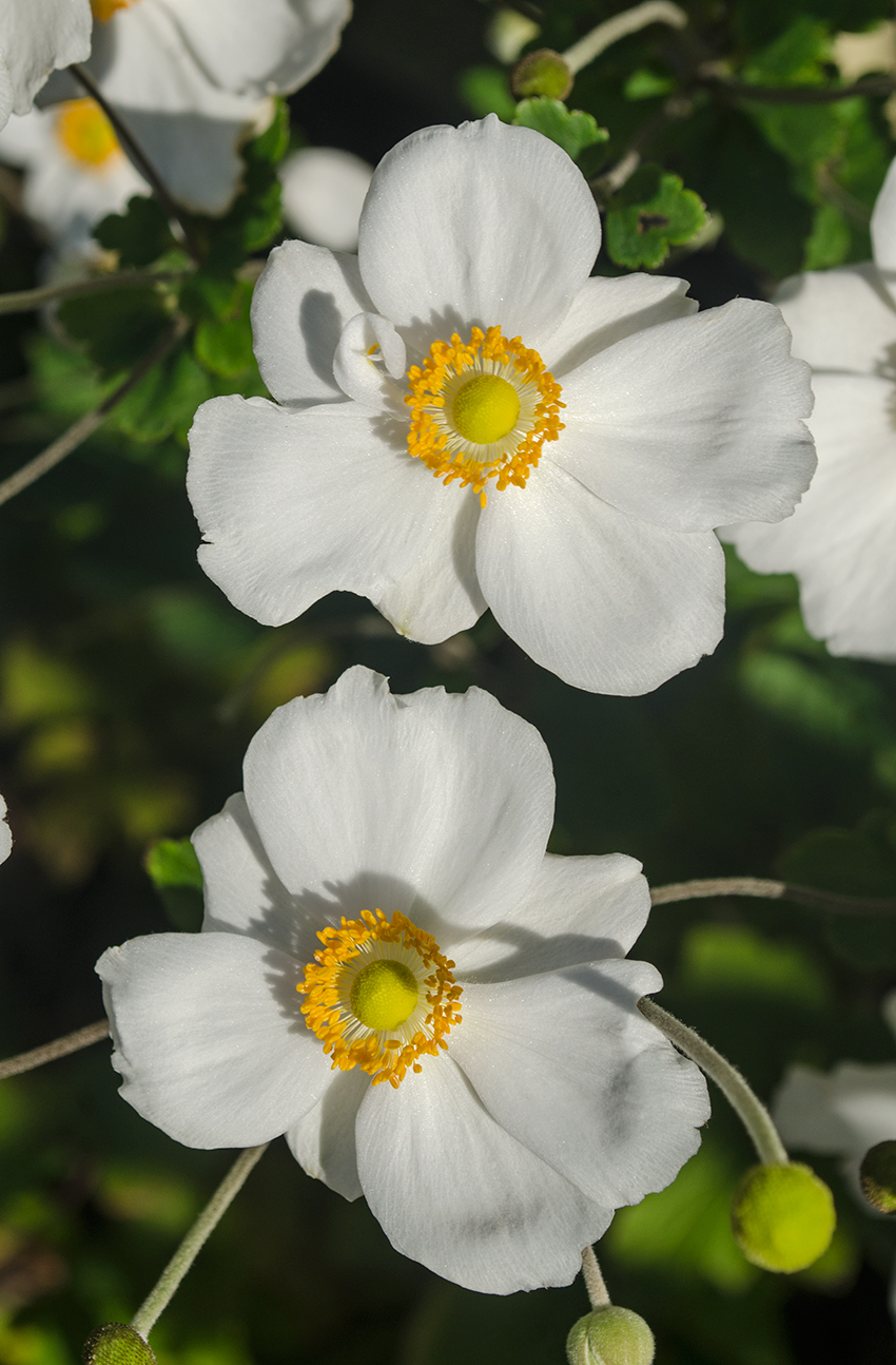 Изображение особи Anemone hupehensis.