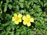 Potentilla reptans. Цветки и листья. Кыргызстан, Чуйская обл., западная окр. с. Восток, разнотравный луг. 21.05.2019.