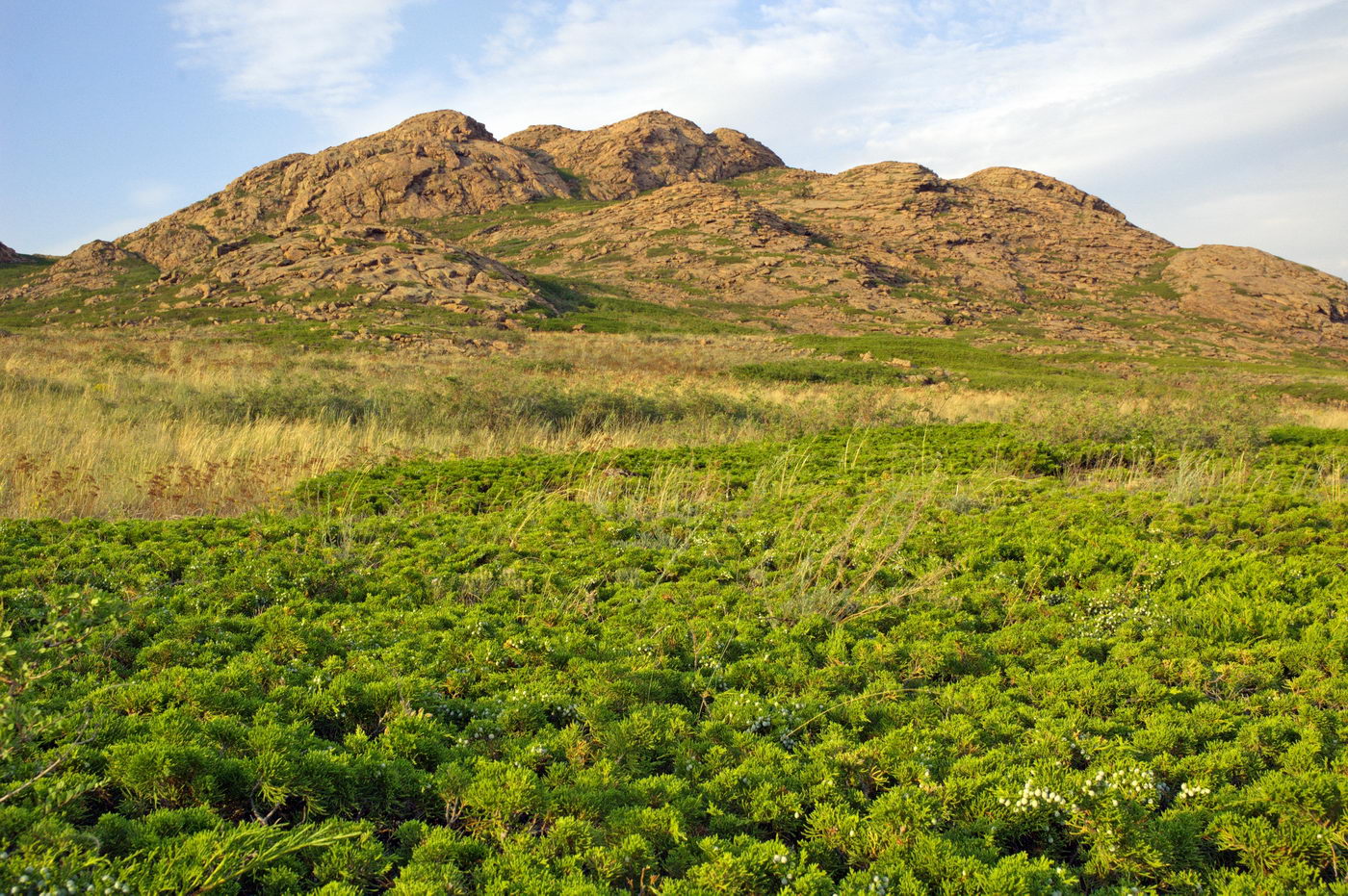 Image of Juniperus sabina specimen.