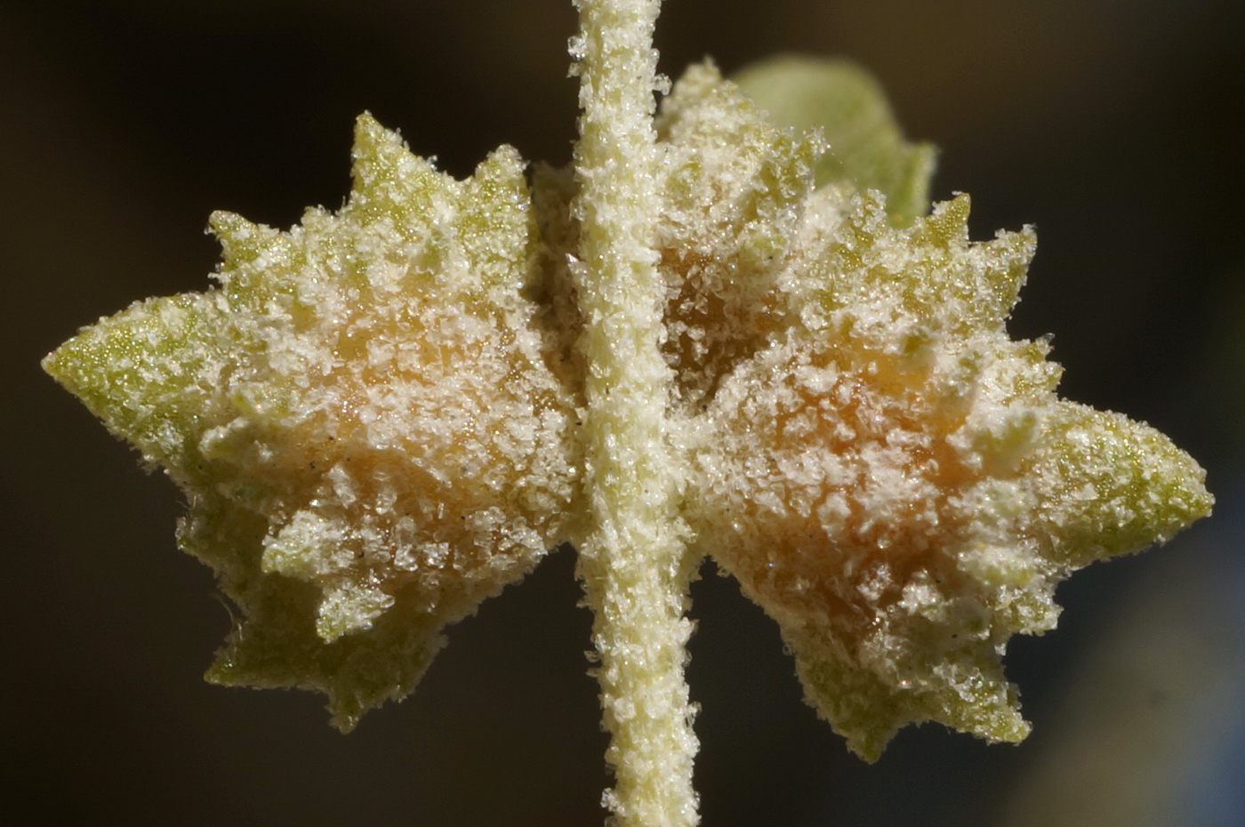 Image of Atriplex rosea specimen.