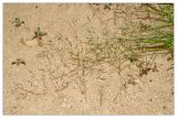 Eragrostis amurensis