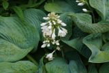 Hosta sieboldiana