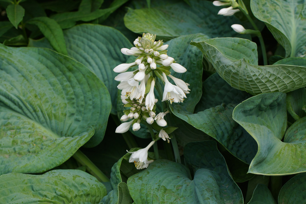 Изображение особи Hosta sieboldiana.